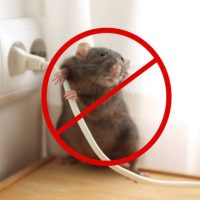 Rat with prohibition sign near power socket indoors. Pest control