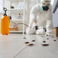 Pest control guy exterminating home insects. Male contractor in white protective workwear sprays toxic gas on floor and furniture inside house. Close up disgusting cockroaches trying escape under sofa