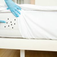 bed bugs, dust mites, disinfector shows insects on the mattress in the bedroom