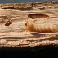 Close up of Insect larva Pest Worm That people like to eat High in protein